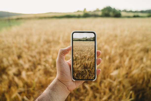 vista pov de un hombre sosteniendo un teléfono inteligente y tomando una foto de un campo de trigo al atardecer - agricultura fotos fotografías e imágenes de stock