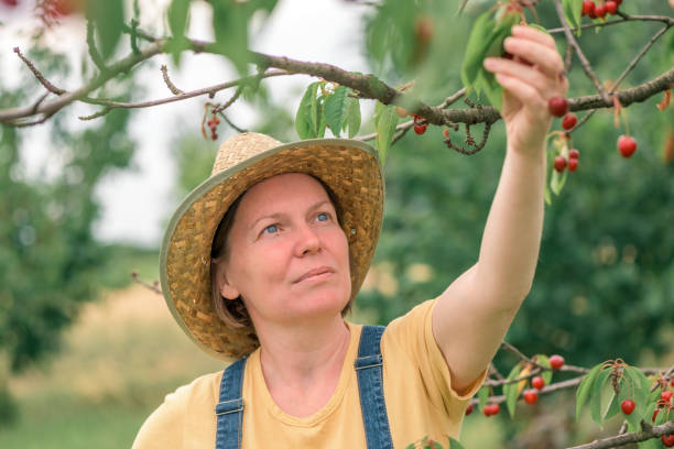 istock Female farmer picking ripe cherry fruit in organic orchard 1256284406