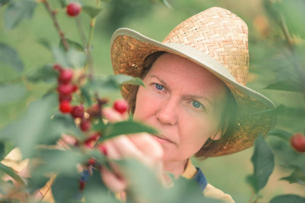 istock Female farmer picking ripe cherry fruit in organic orchard 1256284427