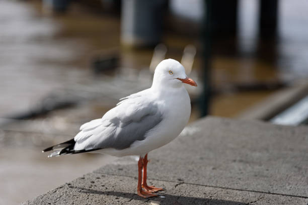 istock A solo seagull bird is standing on a concrete wall 1256284497