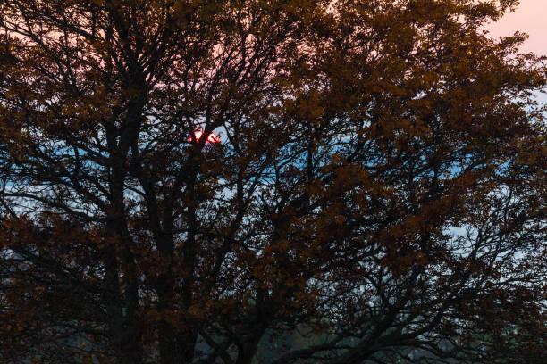 Sunset through the branches of a mountain ash. Natural background.