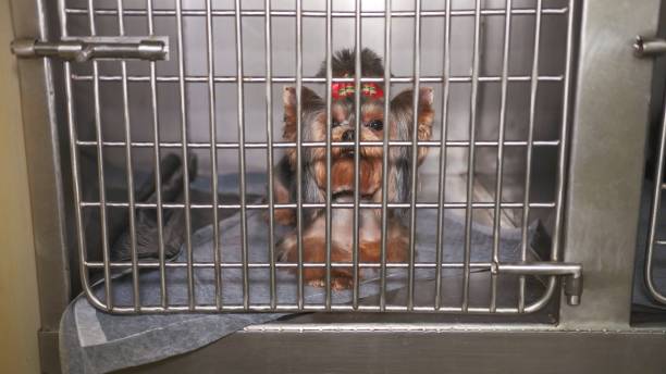 istock Little poodle in a cage at a veterinary clinic 1256284819