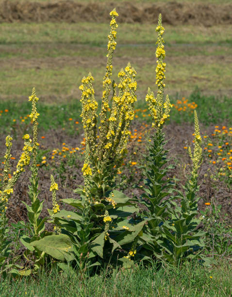 istock dense-flowered Mullein (Verbascum densiflorum),Rhineland,Germany 1256285664