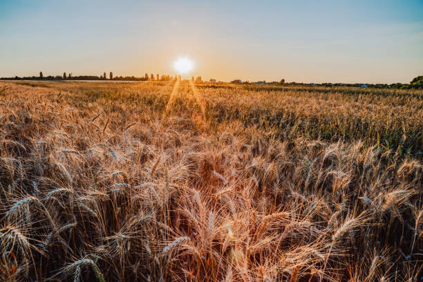 istock wheat field in the rays of the setting sun 1256286070