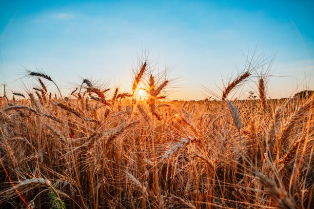 istock wheat field in the rays of the setting sun 1256286073