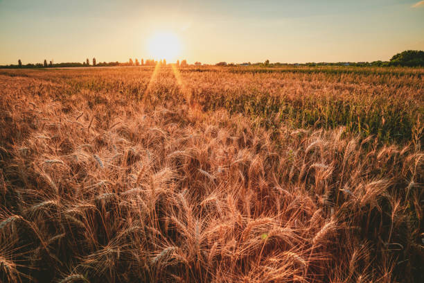 istock wheat field in the rays of the setting sun 1256286081