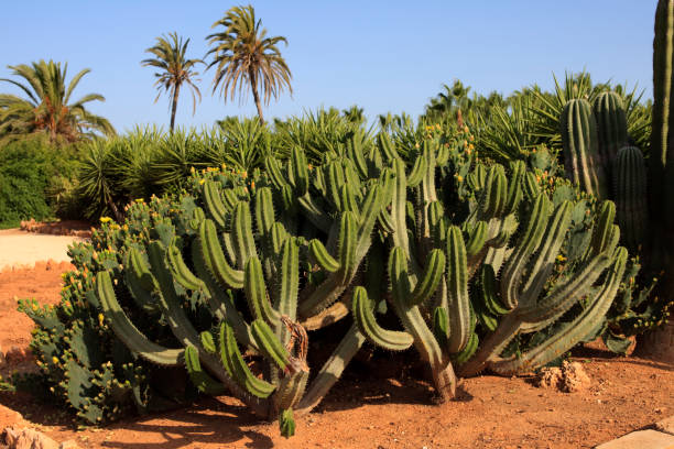 istock Ses Salines, Mallorca, Balearic Islands, Spain. 1256286259
