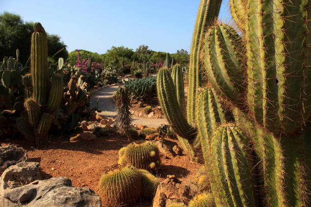 istock Ses Salines, Mallorca, Balearic Islands, Spain. 1256286315