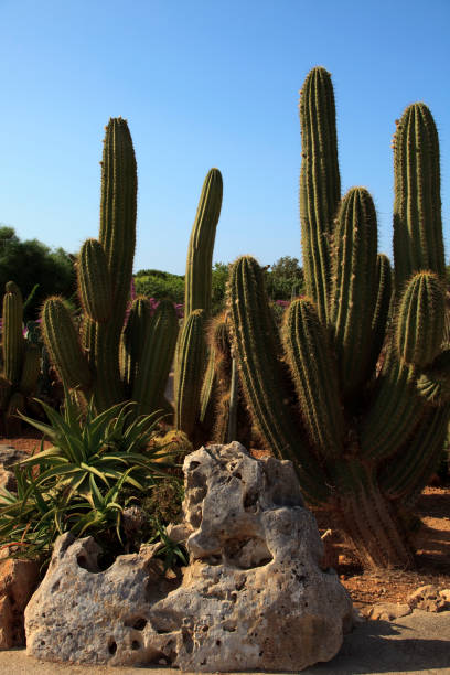 istock Ses Salines, Mallorca, Balearic Islands, Spain. 1256286961