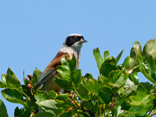 istock Eurasian penduline tit (Remiz pendulinus) 1256287132
