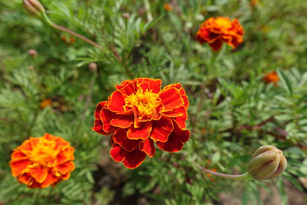 Blossoming red and yellow Tagetes patula in mid July