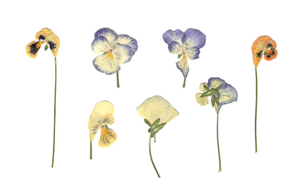 istock Composition of the white, orange and blue flowers on a white background. 1256287259