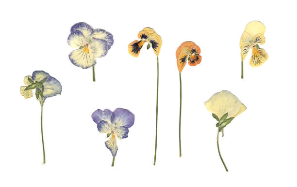 istock Composition of the white, orange and blue flowers on a white background. 1256287280