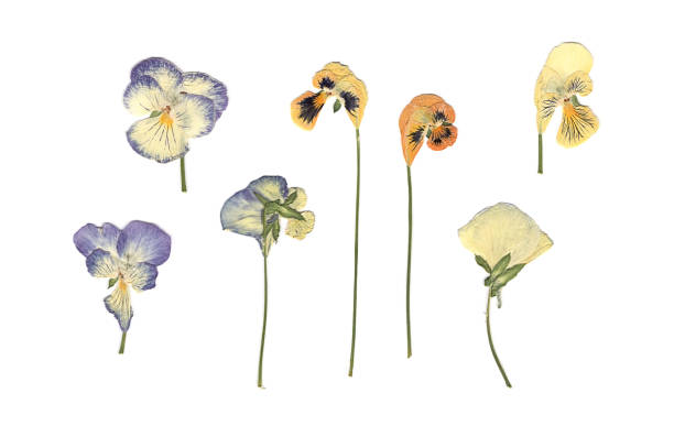 istock Composition of the white, orange and blue flowers on a white background. 1256287288