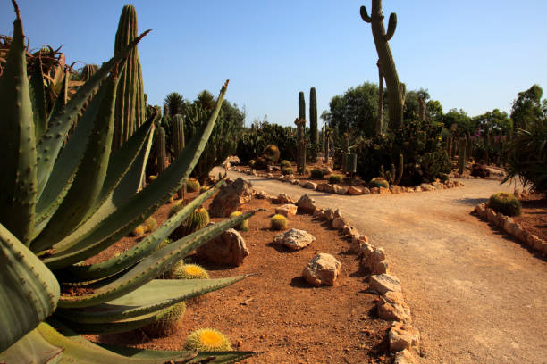 istock Ses Salines, Mallorca, Balearic Islands, Spain. 1256287418
