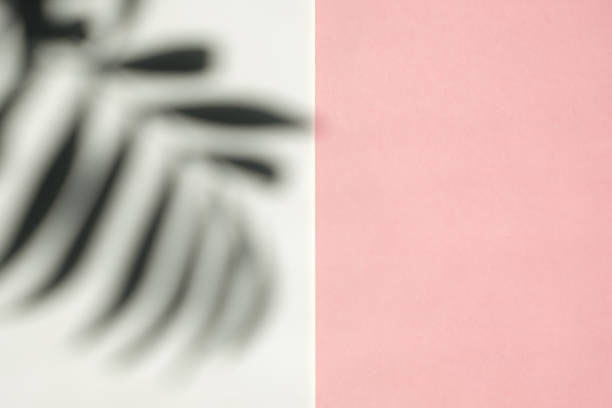 istock Pink and white background with shadow of palm trees and copy space. 1256287422