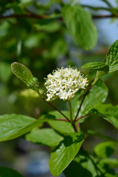 istock Siberian dogwood 1256287553