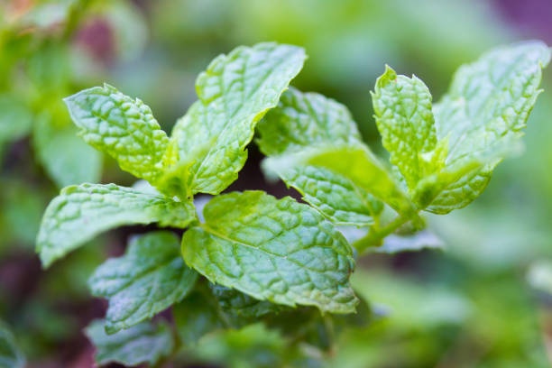 istock Closeup of fresh mint leaves 1256287593