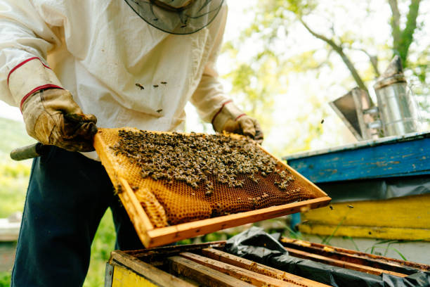 apicultor revisando los marcos con las abejas de la colmena - panal de miel fotos fotografías e imágenes de stock