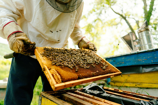 Photo of a beekeeper checking frames with bees from the beehive