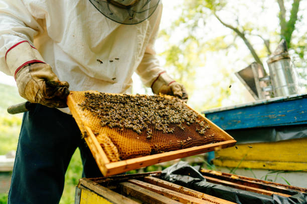Beekeeper checking frames with bees from the beehive Photo of a beekeeper checking frames with bees from the beehive hairy insect stock pictures, royalty-free photos & images