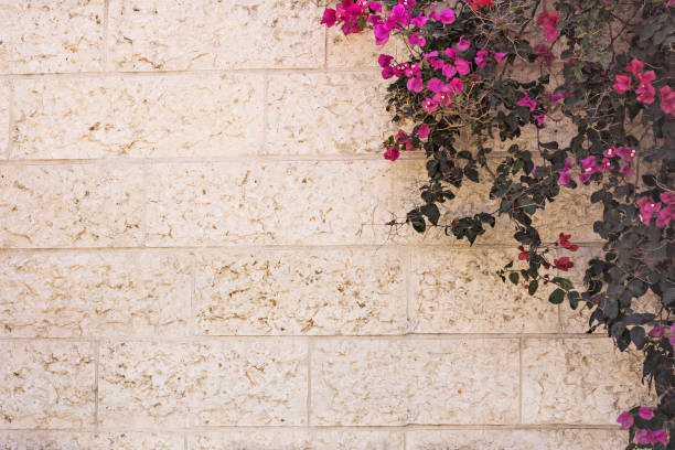 Bougainvillea - Beautiful pink flowers and light wall. Closeup on a branch tree Bougainvillea Paperflower trunk, whose branches cover the wall of a building