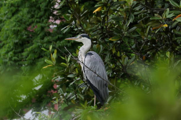 istock Herons standing quietly on the branch 1256288495