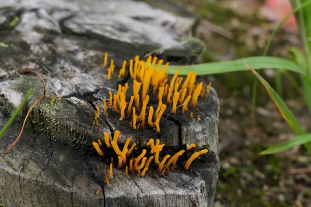 yellow coral-like mushroom growing on a stump