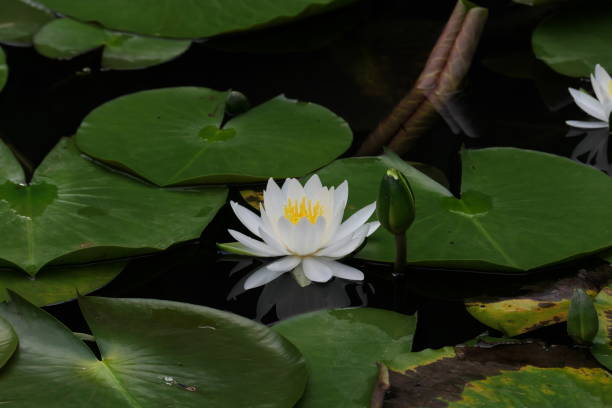 istock White water lilies bloomed early in the morning 1256288554