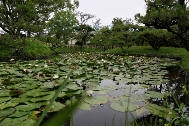 istock Water lilies blooming all over the pond 1256288603