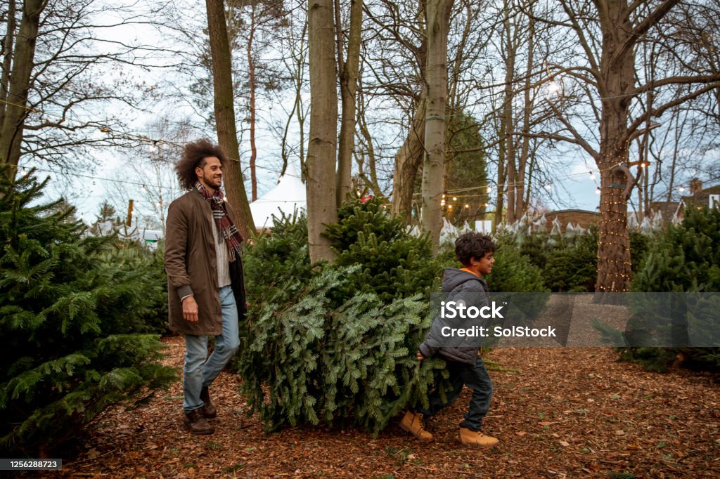 Quality Time With Daddy A father and son walking through a Christmas tree farm together in Newcastle-Upon-Tyne. They are carrying a Christmas tree, which they have just chosen, ready to take home. Christmas Tree Farm Stock Photo