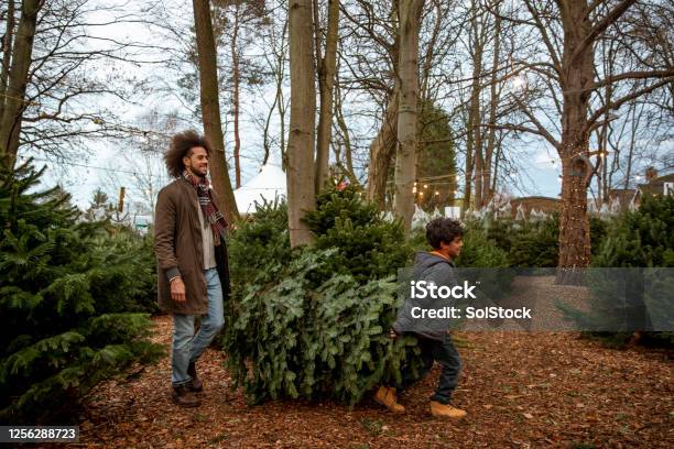 Quality Time With Daddy Stock Photo - Download Image Now - Christmas Tree Farm, Christmas Tree, Carrying