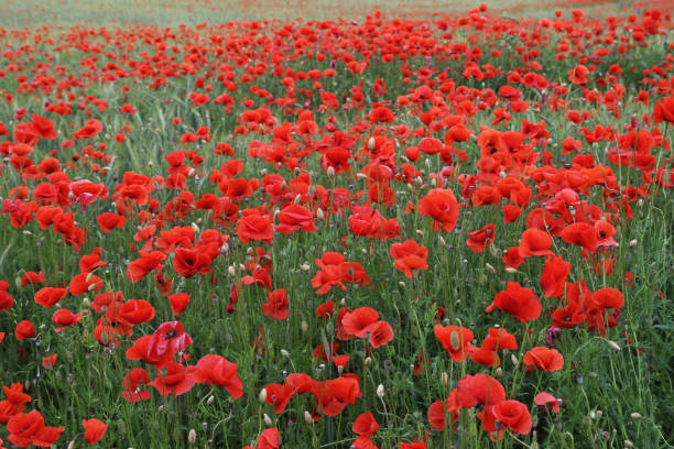 istock Red poppy field with a rye meadow 1256290124