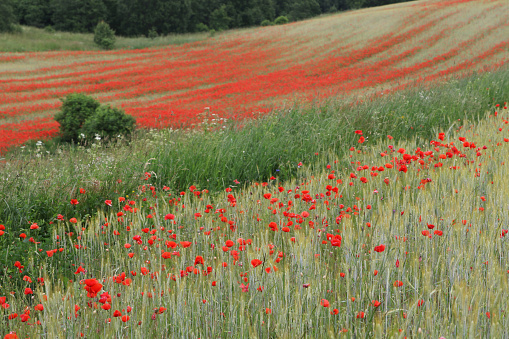Red poppy field with a rye meadow. Summer background