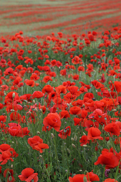 istock Red poppy field with a rye meadow 1256290127