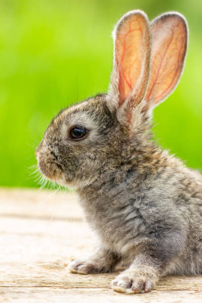 Beautiful funny grey rabbit on a natural green background Beautiful funny grey rabbit on a natural green background stray animal stock pictures, royalty-free photos & images