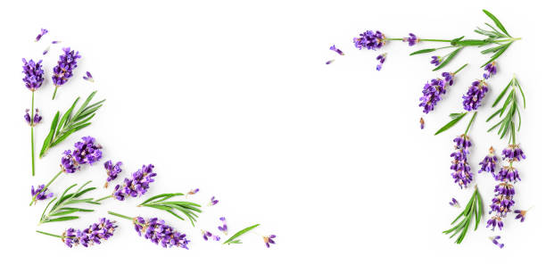 istock Lavender flowers and leaves creative frame 1256290477