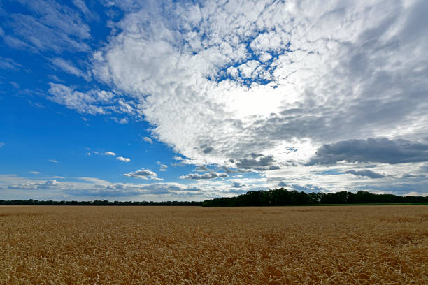 Gorgeous golden colored field in summer.