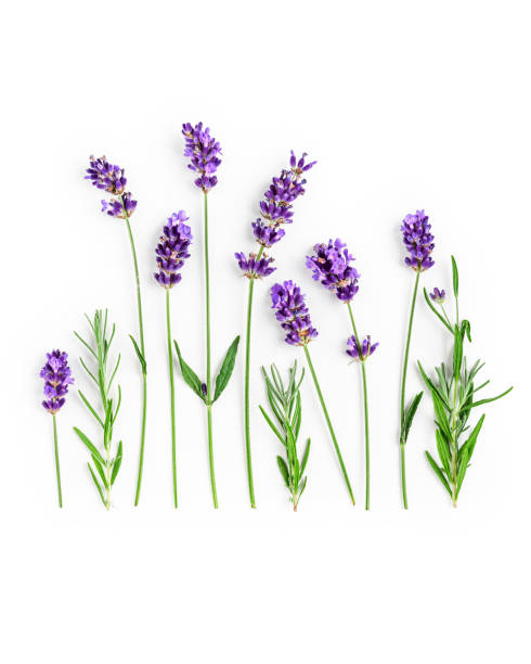 istock Lavender flowers and leaves creative layout 1256291292