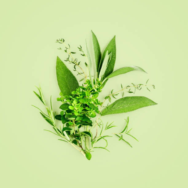 istock Rosemary, marjoram, sage and thyme arrangement 1256291480
