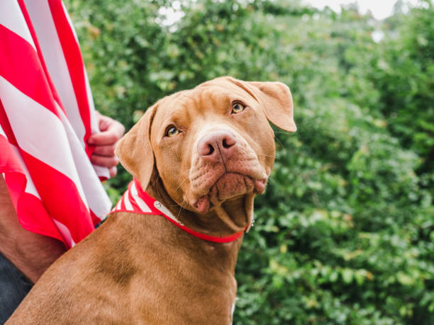 istock Handsome man, charming puppy and American Flag 1256292168