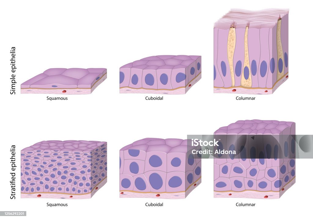 Types Of Epithelium Stock Illustration - Download Image Now