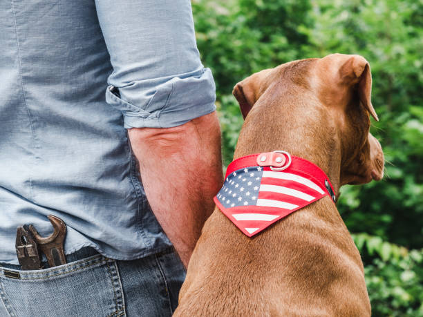 ハンサムな男、魅力的な子犬とアメリカの旗 - 5604 ストックフォトと画像