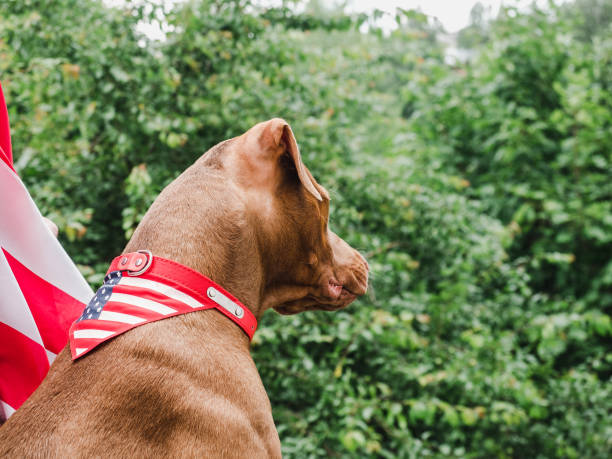 istock Handsome man, charming puppy and American Flag 1256293028