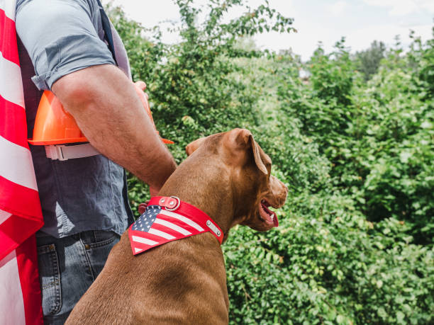 istock Handsome man, charming puppy and American Flag 1256293066
