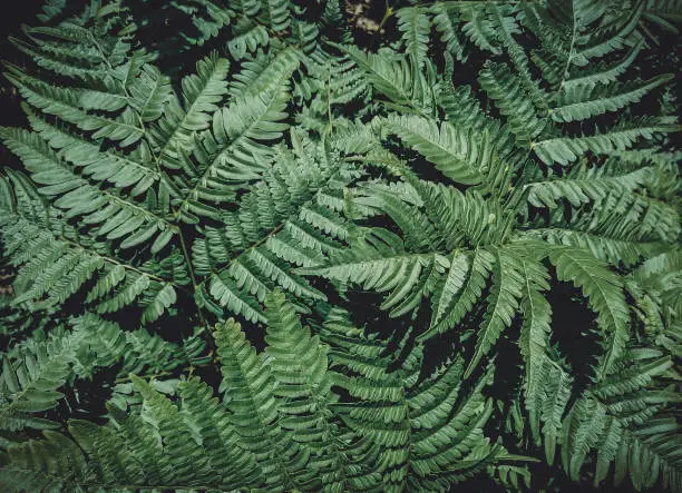 Beautiful Green Fern Leaves in the forest