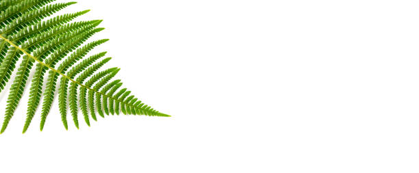 istock White large banner with isolated fern leaf. 1256296246