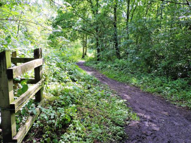 istock Woodland Trail. 1256297103