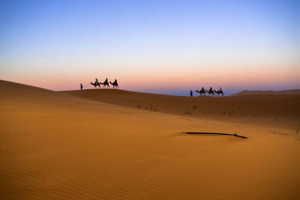 Morocco  Merzouga  desert , Chebii region Sahara desert single camel driver at sunset.