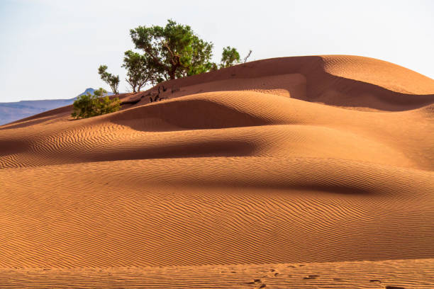 istock Dunes of Erg Chigaga / Morocco 1256297566
